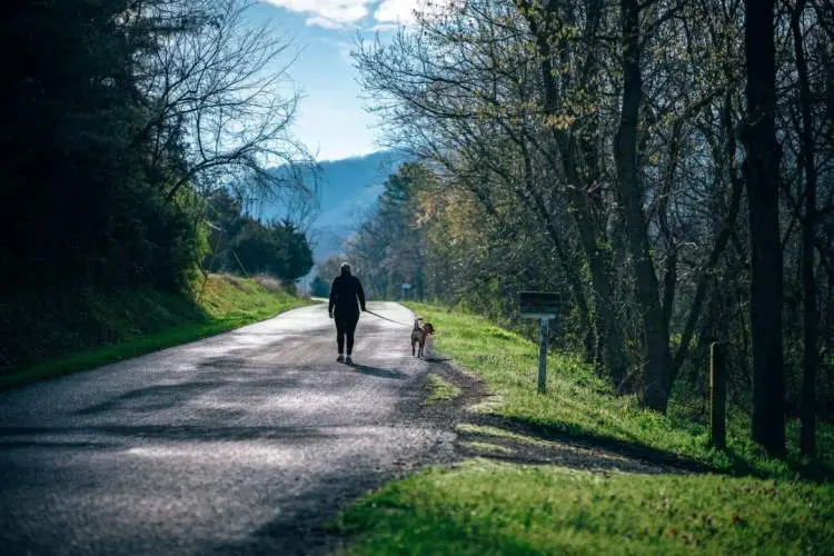 A man walks a dog in nature