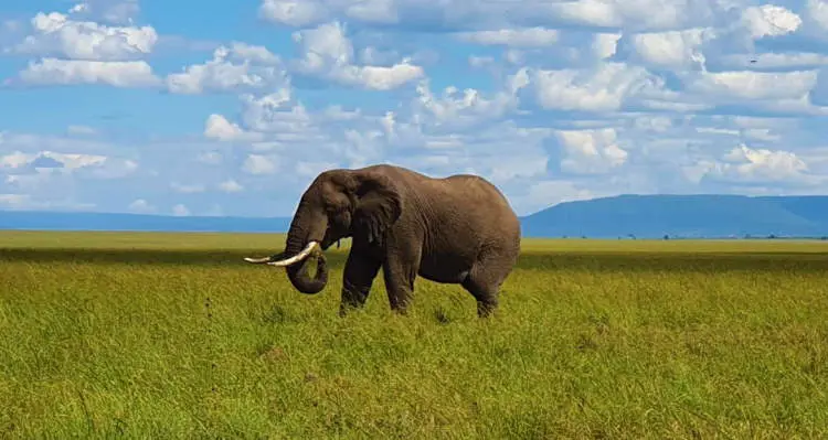 Slon africký spatřen při safari na pláni v Masai Mara