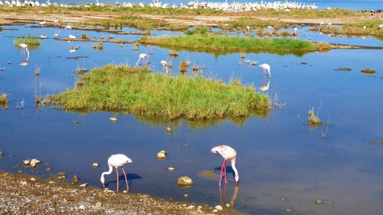 Plameňáci spatřeni během safari na jezeře Nakuru