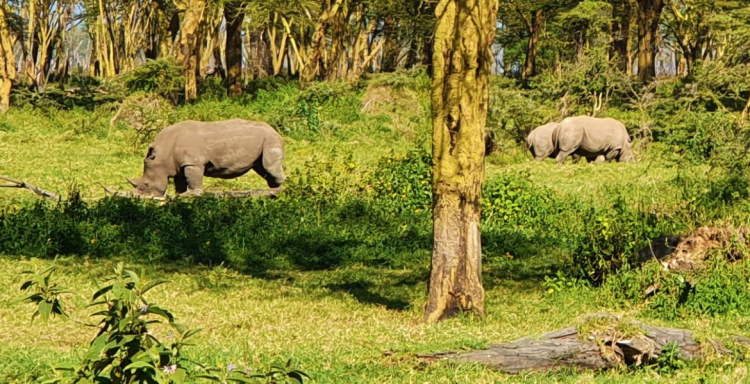 Bílý nosorožec u jezera Nakuru